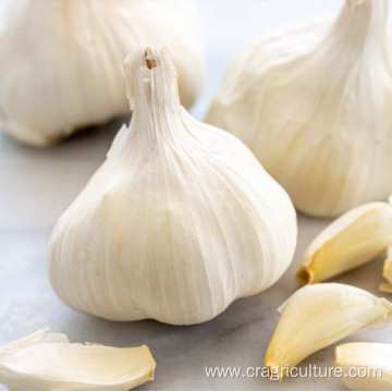 Top Quality New White Garlic Price